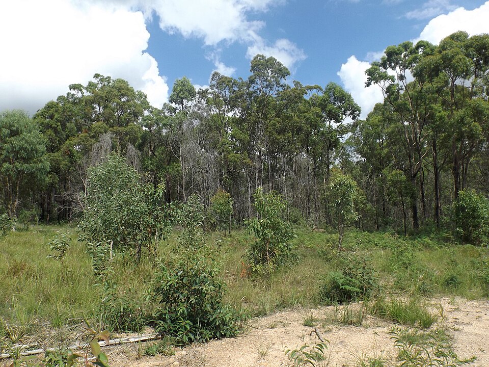 Southeast Brisbane conservation park — forest path