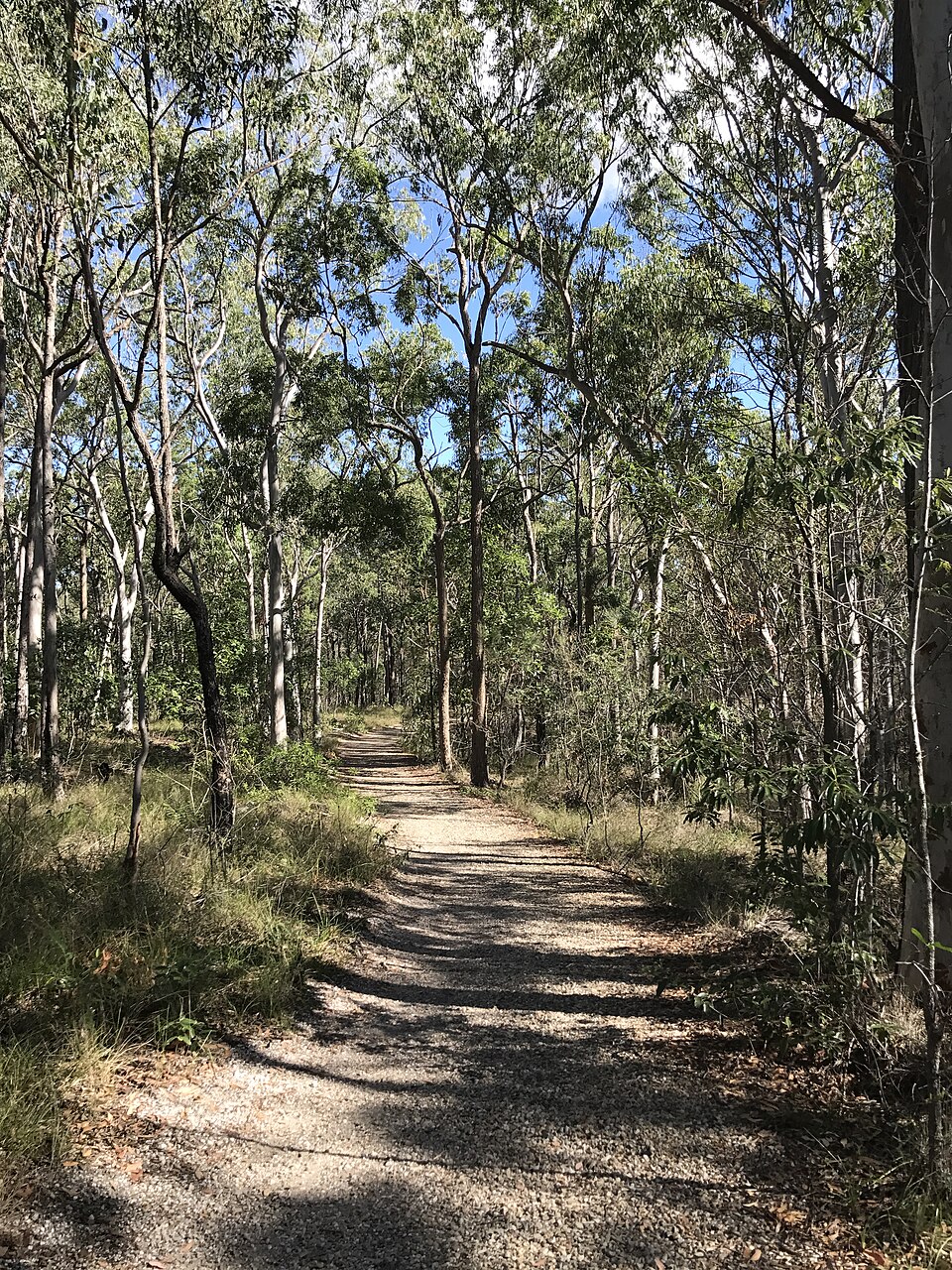 Bushland hike — dirt track through forest