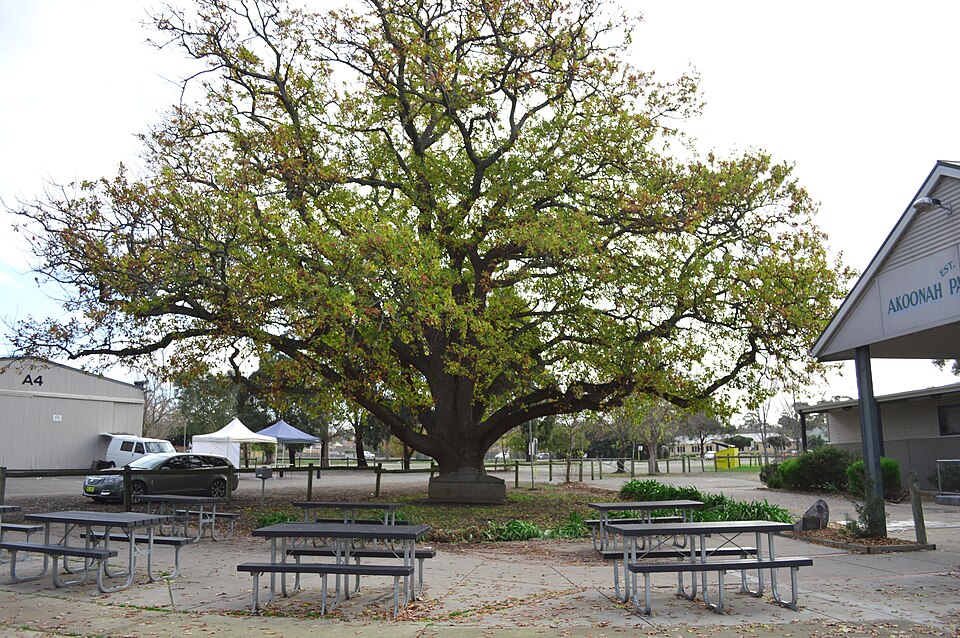 Berwick — nearby Akoonah Park trees