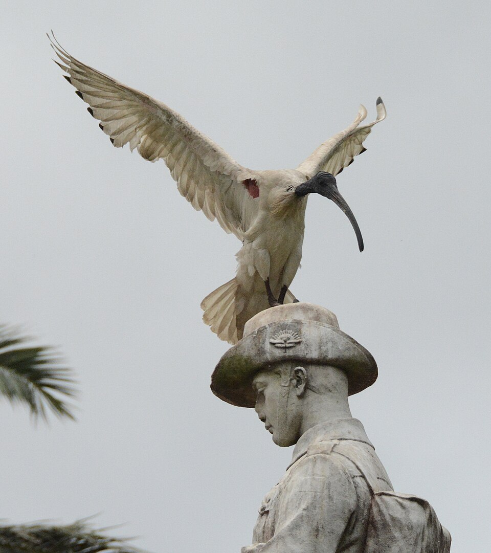 Lidcombe — local parkland